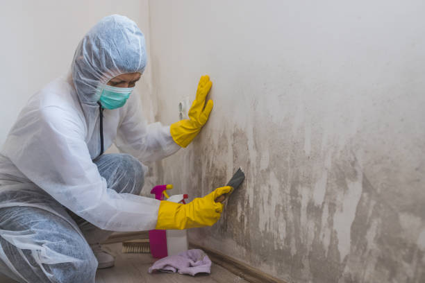 Best Best Mold Removal Companies  in Santa Paula, CA