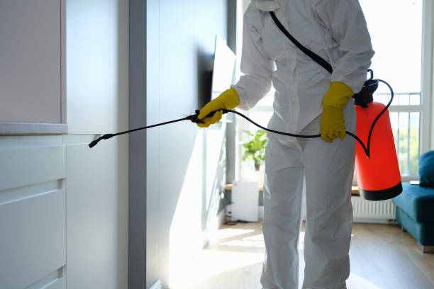 Best Black Mold Removal  in Santa Paula, CA