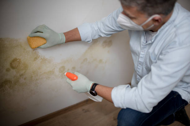 Best Mold Removal Process  in Santa Paula, CA