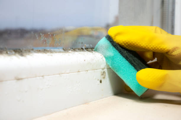 Best Mold Testing  in Santa Paula, CA