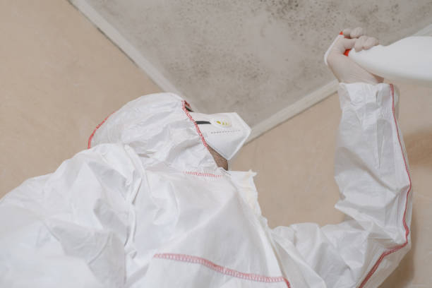 Best Commercial Mold Removal  in Santa Paula, CA