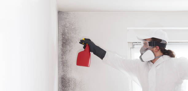 Best Mold Cleaning Services  in Santa Paula, CA
