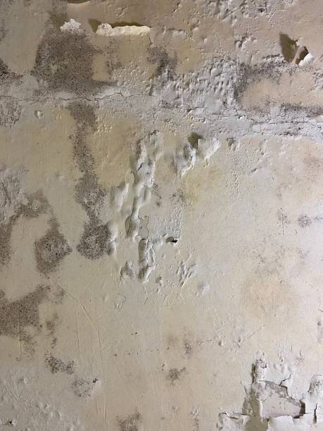 Best Mold Damage Repair  in Santa Paula, CA