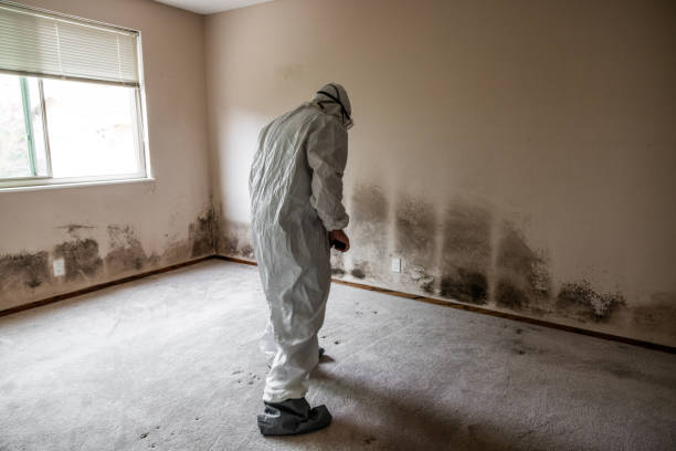 Best Local Mold Removal Service  in Santa Paula, CA