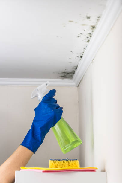 Best Residential Mold Removal  in Santa Paula, CA