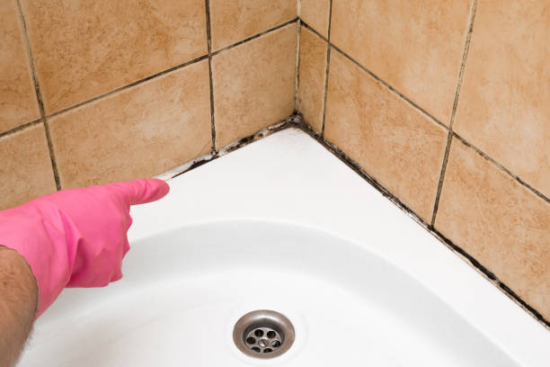 Mold Removal Process in Santa Paula, CA
