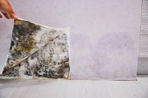 Best Mold Remediation Services  in Santa Paula, CA